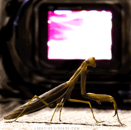 preying to the screen mantis